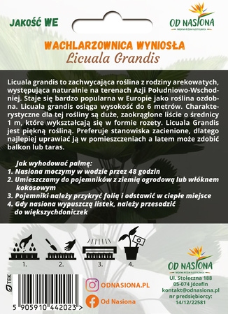 Palma Wachlarzownica Wyniosła (Licuala Grandis) 3 nasiona