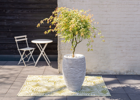 Acer palmatum 'Ukigumo'