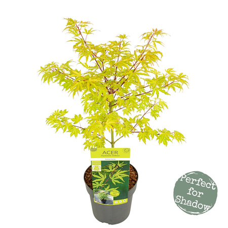 Klon palmowy Acer palmatum 'Anne Irene'