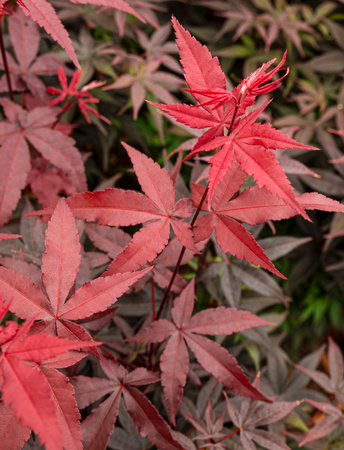 Klon palmowy Acer palmatum "Red Sentinel"