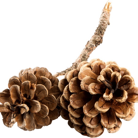 Naturalna Szyszka Sosny Czarnej