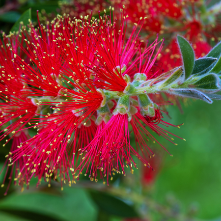 Krzew Kuflik Callistemon