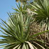 Palma Kordylina Australijska (Cordyline Australis) 10 szt nasion