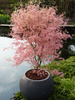 Klon palmowy Acer palmatum 'Taylor'