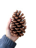 Naturalna Duża Szyszka Sosny Pinii