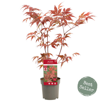 Klon palmowy Acer palmatum 'Atropurpureum' 7.5L