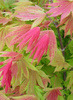 Klon palmowy Acer shirasawanum 'Moonrise'