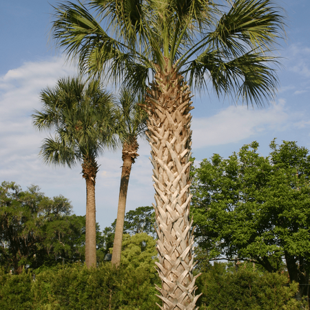 Palma Kabaczkowa (Sabal Palmetto) 5 nasion