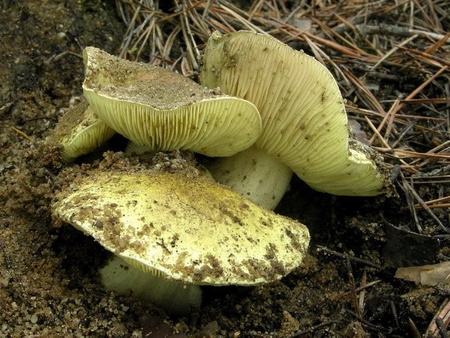 Grzybnia GĄSKA ZIELONKA 10g