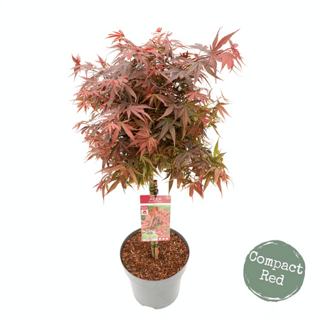 Klon palmowy Acer palmatum 'Shaina'