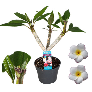 Plumeria rubra Hawaiian Pearl sadzonka plumerii Hawajskie kwiaty