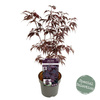 Klon palmowy Acer palmatum 'Black Lace'