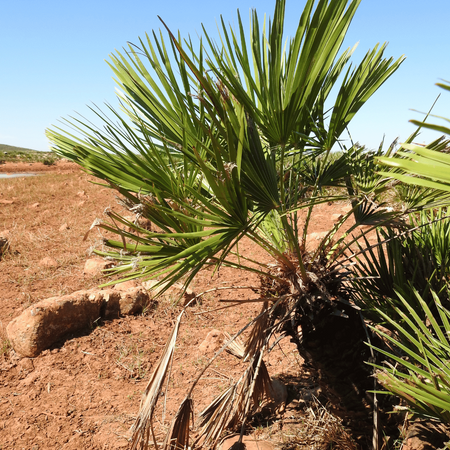 Palma Karłatka (Chamaerops Humilis) 5 szt nasion