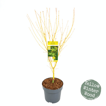 Acer palmatum ‘Bi hoo’