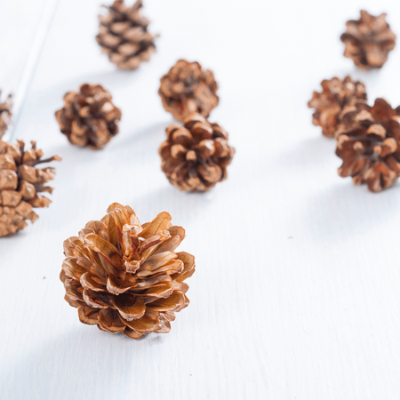Naturalna Szyszka Sosny Zwykłej