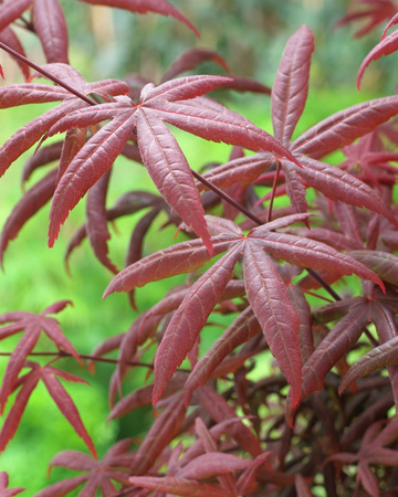Klon palmowy Acer palmatum Starfish