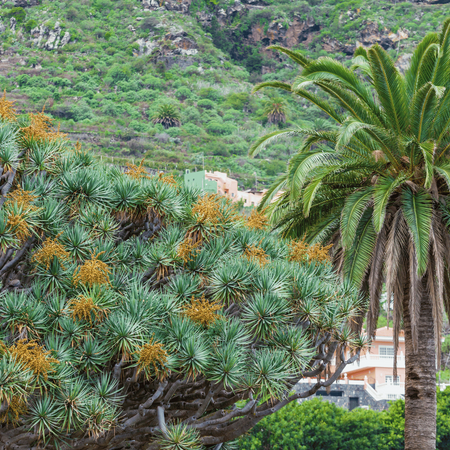 Dracena Smocza (Dracaena Draco) 5 szt nasion