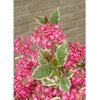 Hortensja Hydrangea 'Euphorbia Pink'