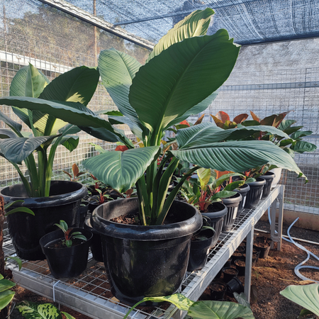 Strelicja Biała (Strelitzia Nicolai) 5 nasion