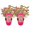 Hortensja Hydrangea 'Euphorbia Pink'