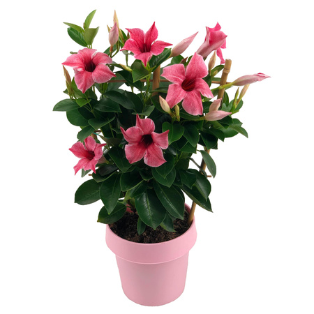 Mandevilla Sundaville Flamingo Pink (Dipladenia) Sandevilla