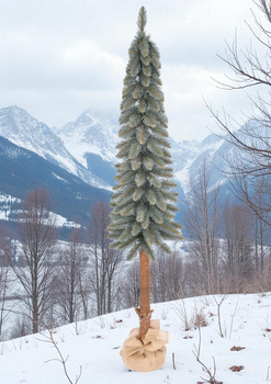 Choinka Świerk srebrny na pniu – Srebrzysta Smukła Elegancja 140 cm