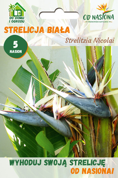 Strelicja Biała (Strelitzia Nicolai) 5 nasion