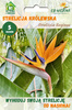 Strelicja królewska (Strelitzia Reginae) 5 nasion
