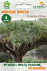 Dracena Smocza  (Dracaena Draco)  5 szt nasion