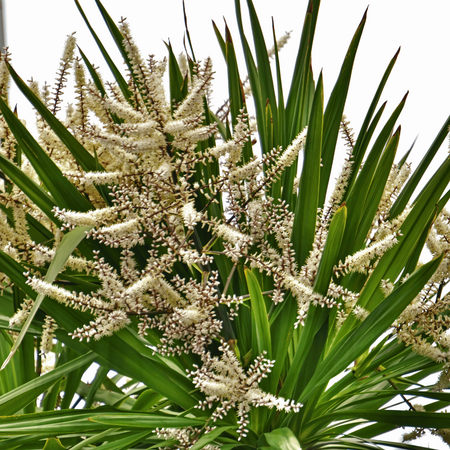 Palma Kordylina Australijska (Cordyline Australis) 10 szt nasion