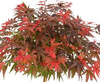 Klon palmowy Acer palmatum 'Shaina'