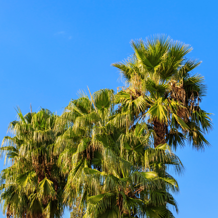 Szorstkowiec Fortunego (Trachycarpus Fortunei) 10 nasion