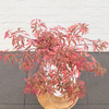 Klon palmowy Acer palmatum 'Shirazz'