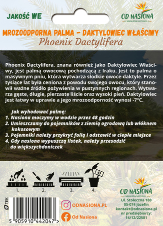 Daktylowiec właściwy (Phoenix Dactylifera) nasiona 5 szt
