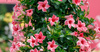 Mandevilla Sundaville Flamingo Pink (Dipladenia) Sandevilla