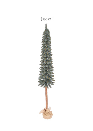 Choinka Świerk srebrny na pniu – Srebrzysta Smukła Elegancja 140 cm