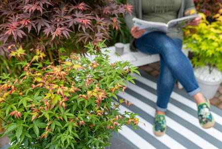 Klon palmowy Acer palmatum 'Little Princess'