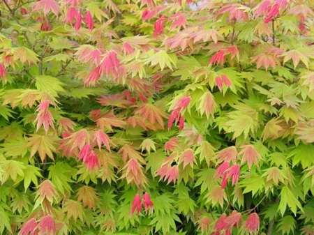 Klon palmowy Acer shirasawanum 'Moonrise'