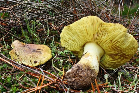 Grzybnia GĄSKA ZIELONKA 10g