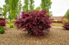 Klon palmowy Acer palmatum 'Trompenburg'