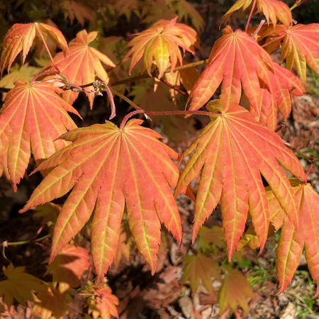 Klon palmowy Acer shirasawanum 'Moonrise'