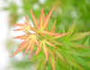 Acer palmatum 'Wilson's Pink Dwarf'