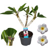 Plumeria rubra Hawaiian Pearl sadzonka plumerii Hawajskie kwiaty 