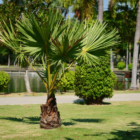 Palma Karłatka (Chamaerops Humilis) 5 szt nasion
