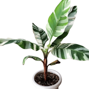 Bananowiec Musa 'Florida Variegata' kolekcjonerski