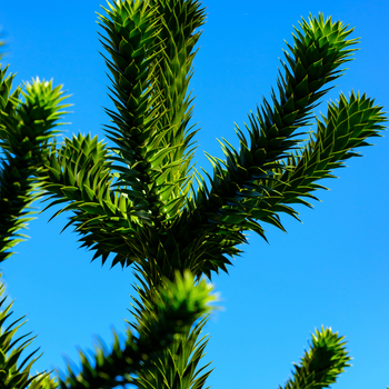 Araukaria chilijska (małpie drzewo) Araucaria araucana
