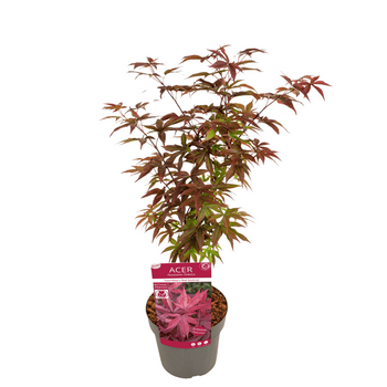 Klon palmowy Acer palmatum "Red Sentinel"