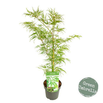 Klon palmowy Acer palmatum 'Dissectum'