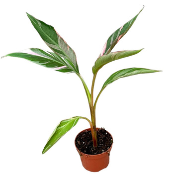 Bananowiec Musa Nono kolekcjonerski