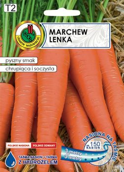 Marchew 'Lenka' na taśmie – wydajna i trwała odmiana na jesienne i zimowe zbiory